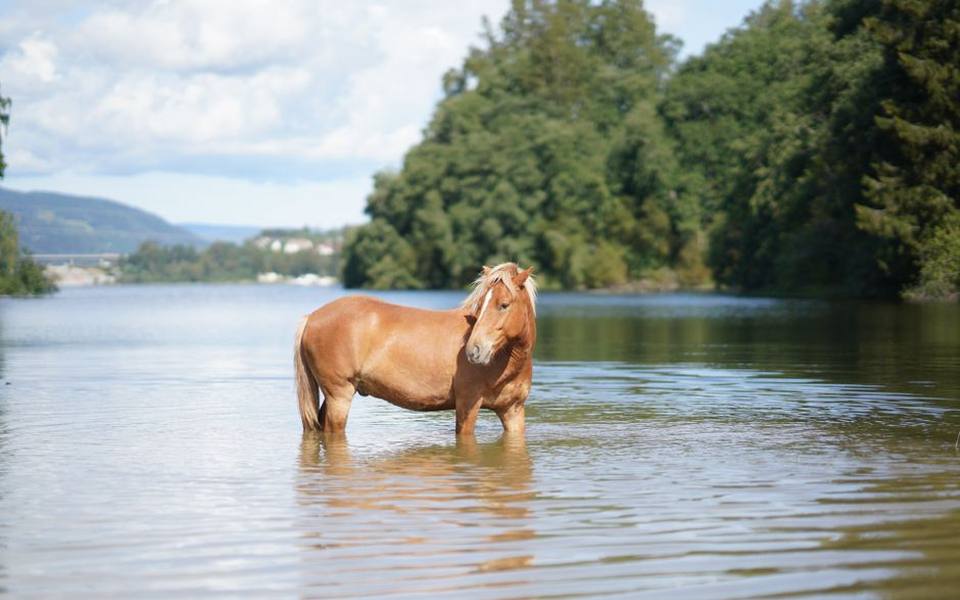 How Horses Handle the Ocean Surf and Shifting Sand
