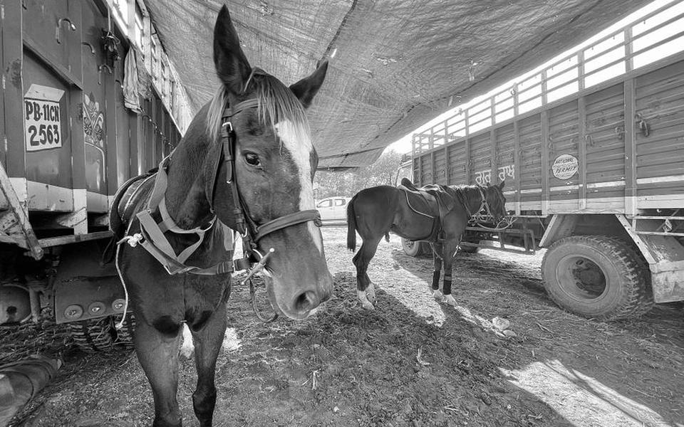 Planning an Overnight Horse Camping Vacation