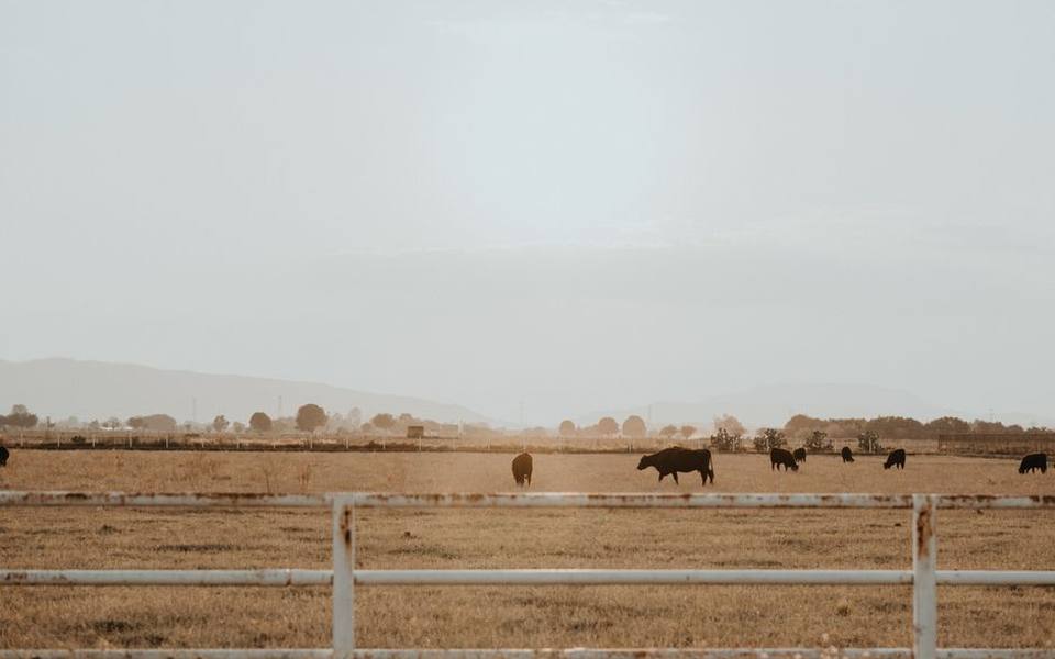 Pasture Sharing, Facilities, and Mixed Grazing