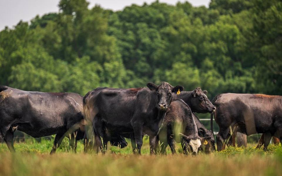 Black and Red Angus in Modern Beef Operations