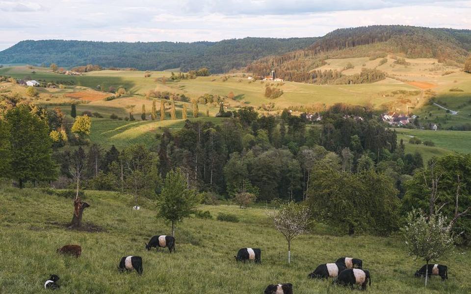 Cold-Hardy Specialists: The Galloway Breed