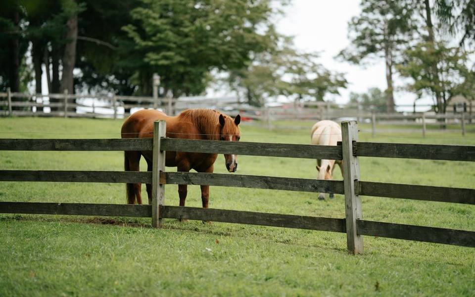 Sourcing Heavy Draft Horses and Crosses