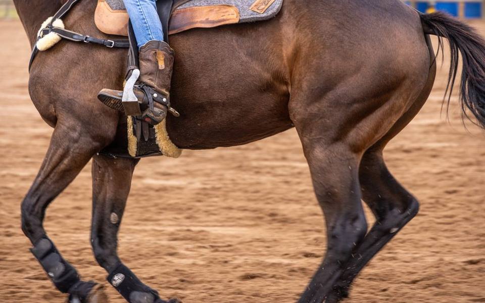 Evaluating arena footing, layout, and barn infrastructure