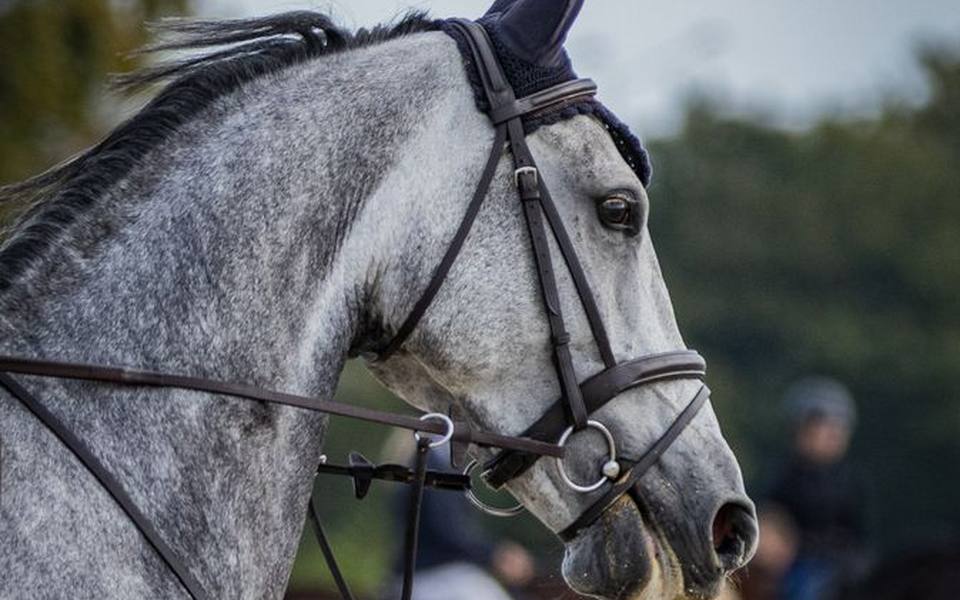 Formal Show Attire Across Hunter, Jumper, and Dressage Rings
