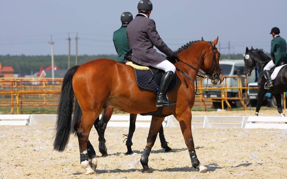 Modern Athletic Ergonomics in Performance Riding Footwear