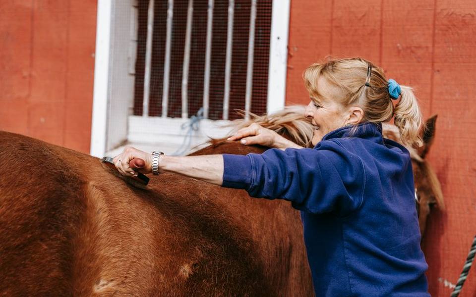 How Equine-Assisted Psychotherapy Operates