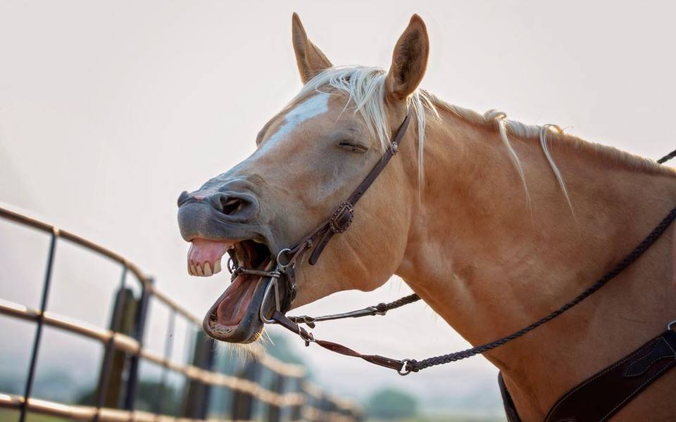 Why Horses Require Routine Tooth Floating