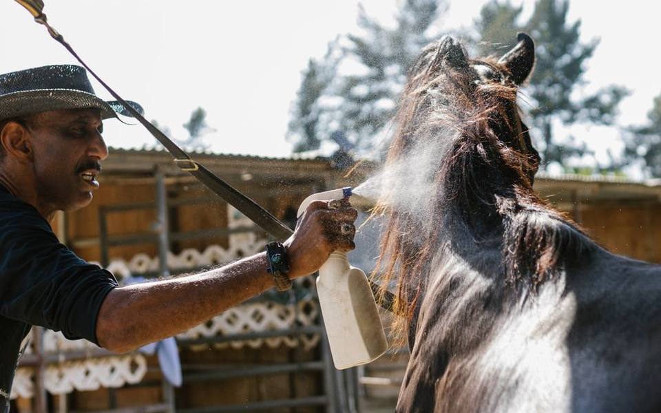 Understanding fly spray formulations and active ingredients