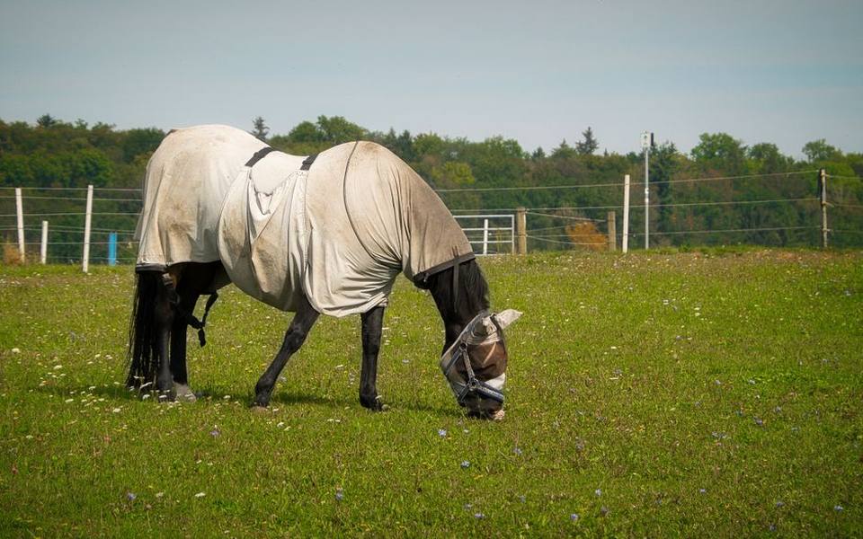 Selecting the right equine fly sheet for your turnout needs