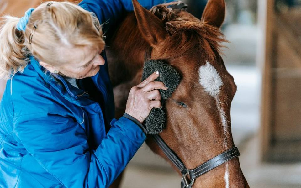 Designing Functional and Organized Tack Rooms
