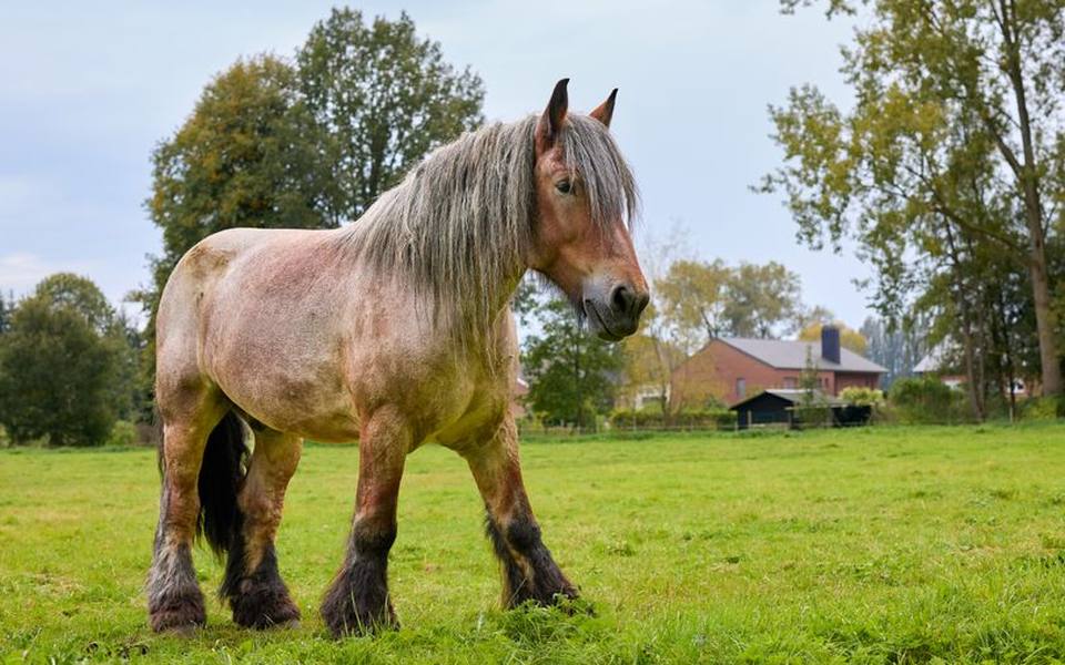 Purchase Costs Across Popular Breeds