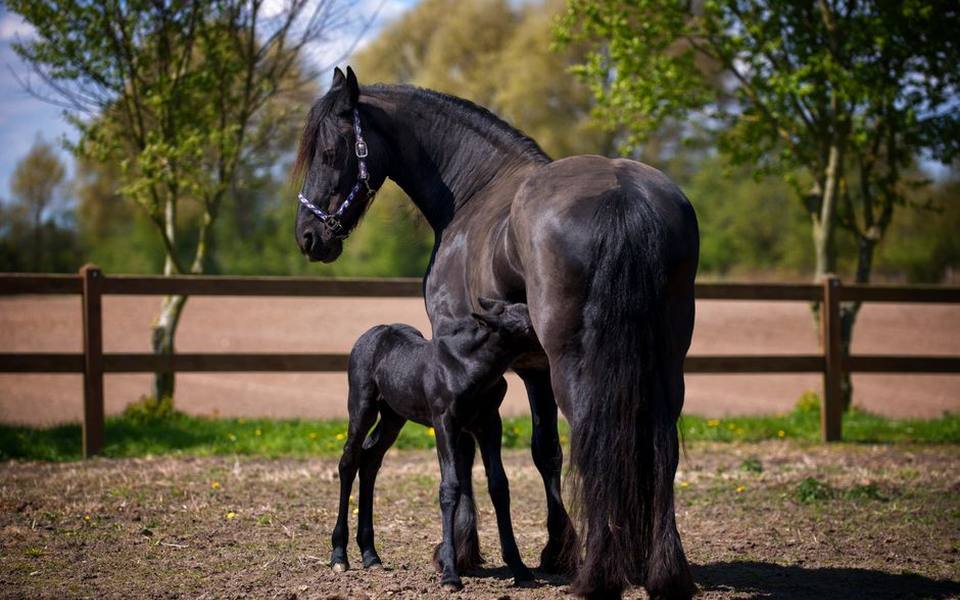 How Much a Friesian Horse Typically Costs