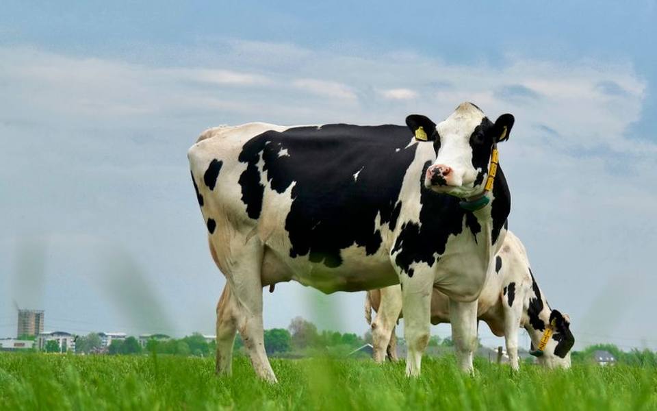 Holstein Friesian Dairy Cows and High-Volume Output