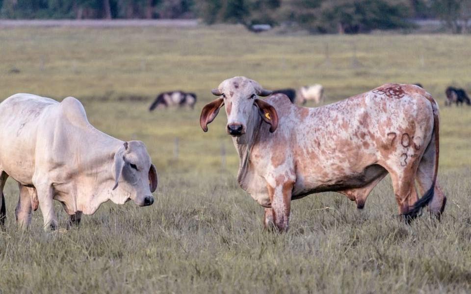 Brahman Cattle and Heat Resilience in Harsh Climates