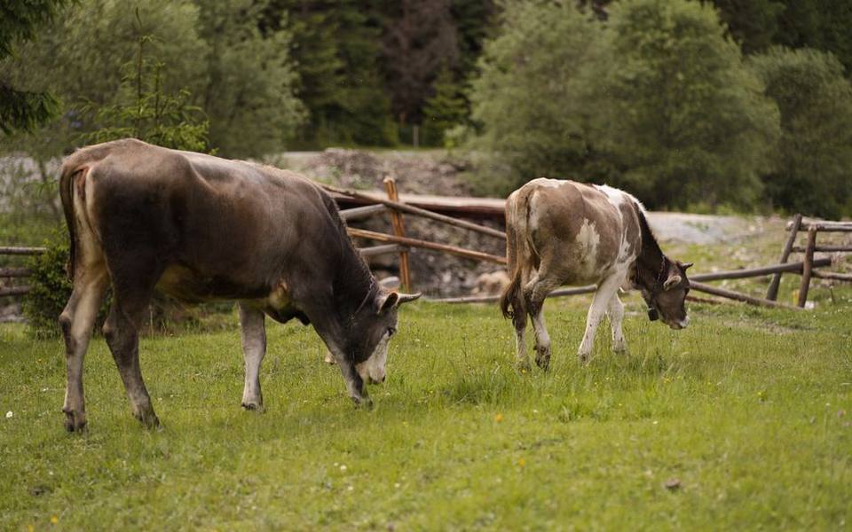 Nutrition, Rations, and Seasonal Feeding Protocols