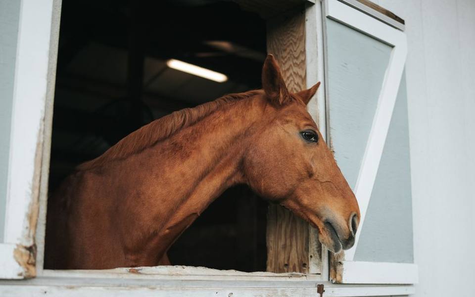 The Structure and Layout of a Well-Designed Horse Barn