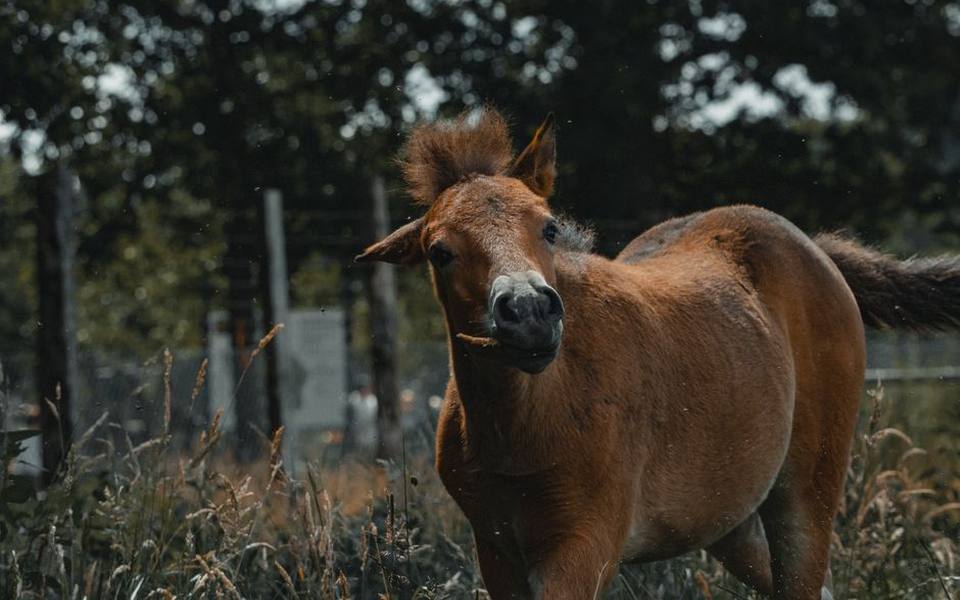 Nutrition, Turnout Schedules, and Daily Equine Care