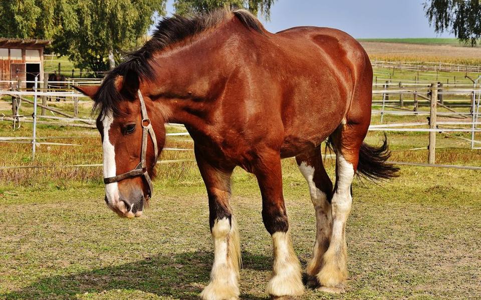 The Enduring Appeal of Clydesdales and Historic Hitch Lines