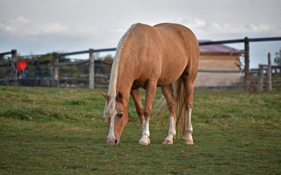 Endurance and Utility: Exploring Akhal-Teke and Criollo Bloodlines