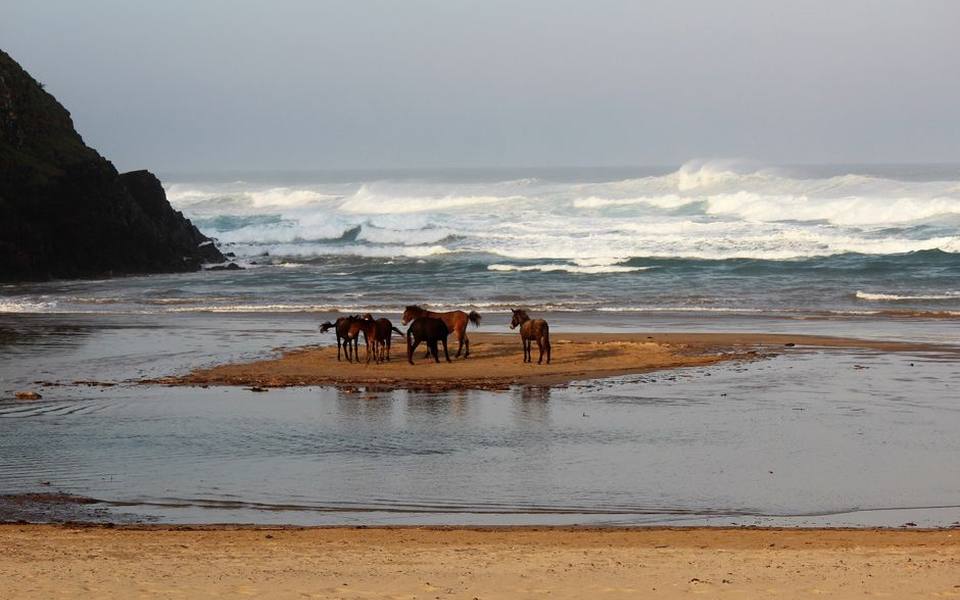 Coastal Riding and Beach Excursions Along the Coast