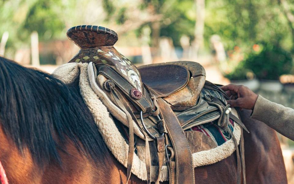 Evaluating Horse Welfare, Safety Standards, and Tackle
