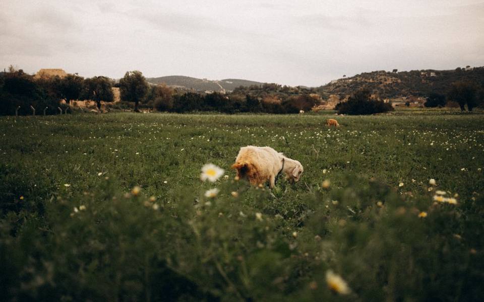 Selecting Meat and Wool Sheep for Small Acreages