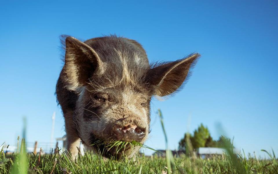 Hoof Care and Foot Health Management for Small Cattle Herds