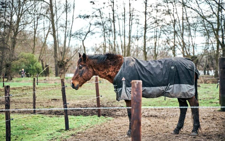 Understanding Blanket Types: Turnout vs Stable Gear