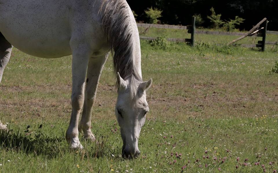 Evaluating Breeders and Sourcing Foundation Lines