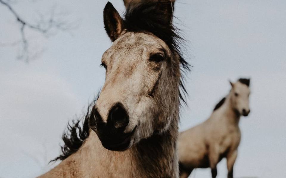 Hardy Ponies and Sport Horses from Connemara Stock