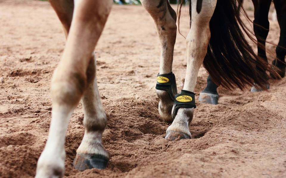 Sifting Through Equine Listings to Avoid Costly Scams