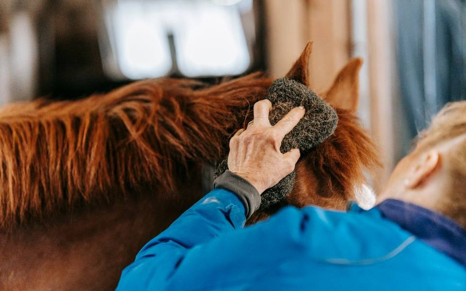 Daily Brushing Sequences and Coat Health Assessment