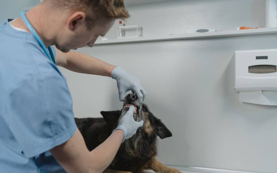 Routine Dental Floating and Oral Health Maintenance