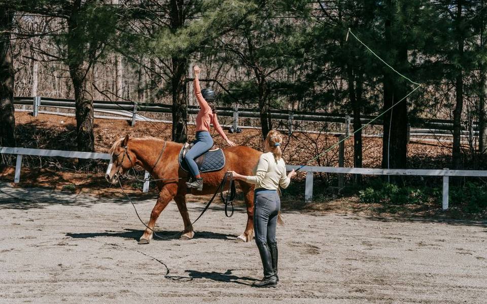 Desensitizing Horses to Veterinary and Grooming Tools