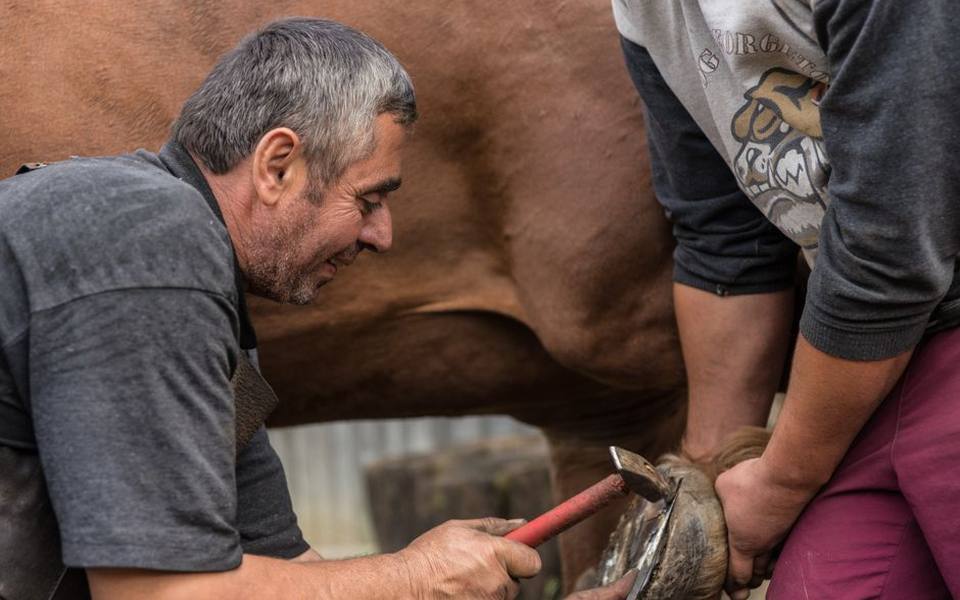 Professional Trimming Schedules and What Farriers Do