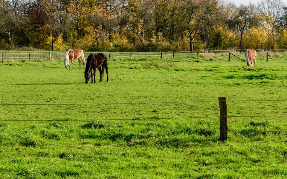 Environmental Influence and Ground Footing