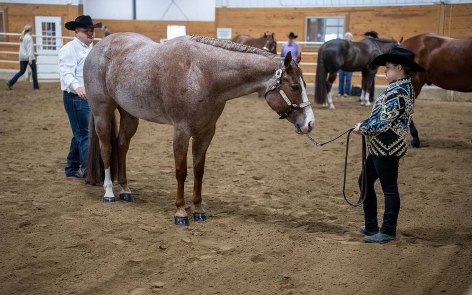 Horsemanship Traditions and the Principles of Master Trainers