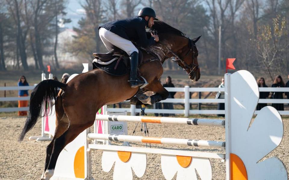 Selecting the Right Professional Horse Trainer