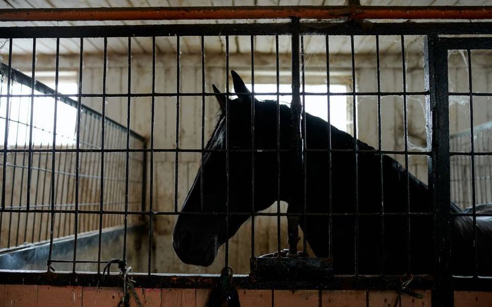 Understanding Professional Equine Transport Services