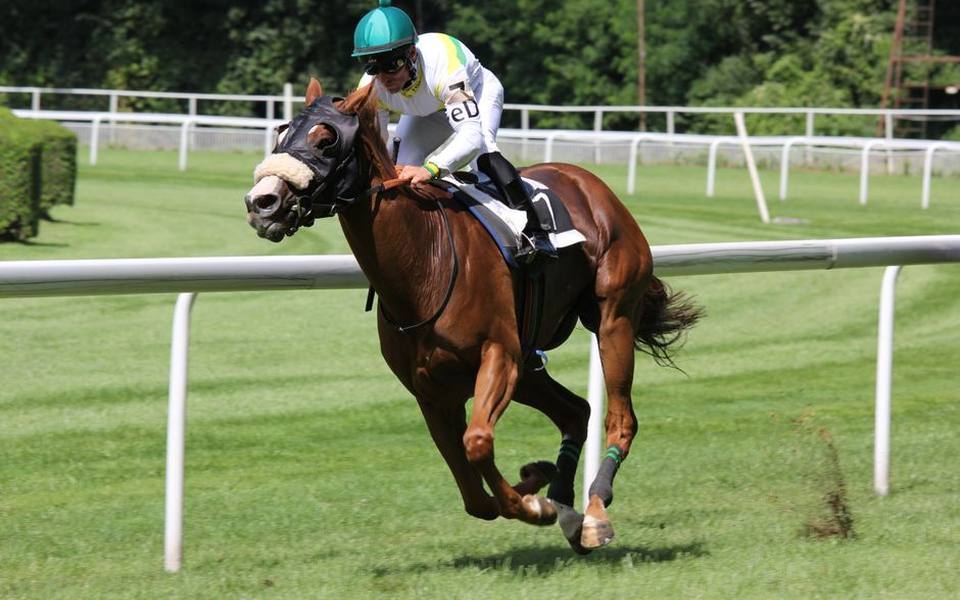 Breed Variations and What Drives Arabian Horse Pricing