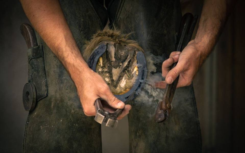 Hoof Care Schooling and the Initial Timeline