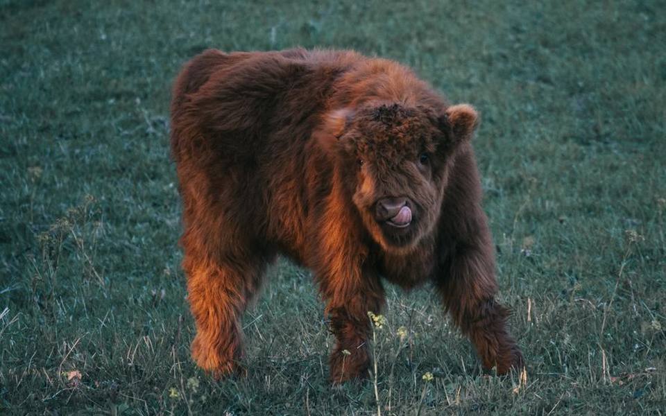 Miniature Highland Cattle Types and Registry Standards