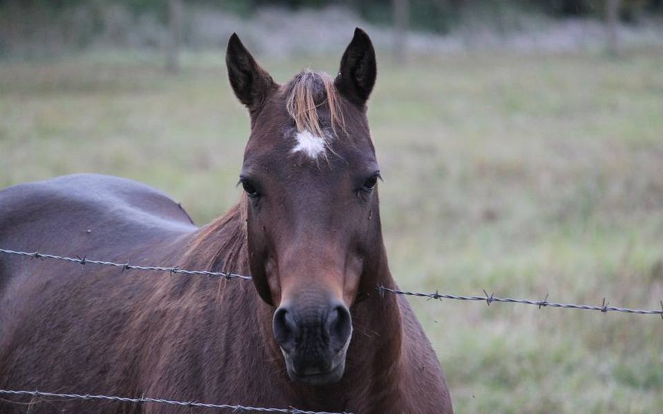 Fencing, Barns, and Enclosure Security