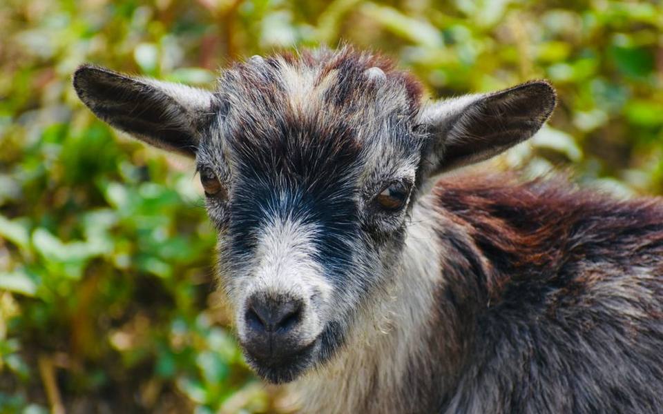 Understanding miniature and dwarf goat breeds