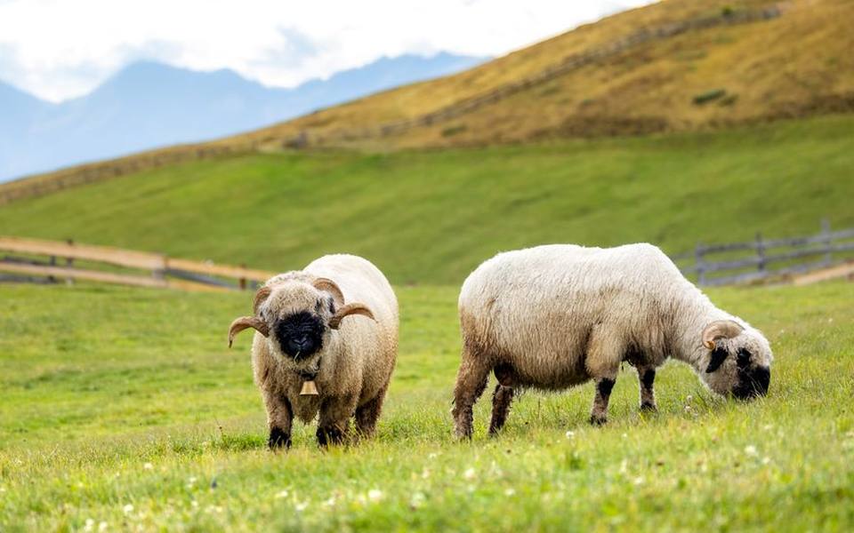 Swiss Valais Blacknose sheep and heritage fiber breeds