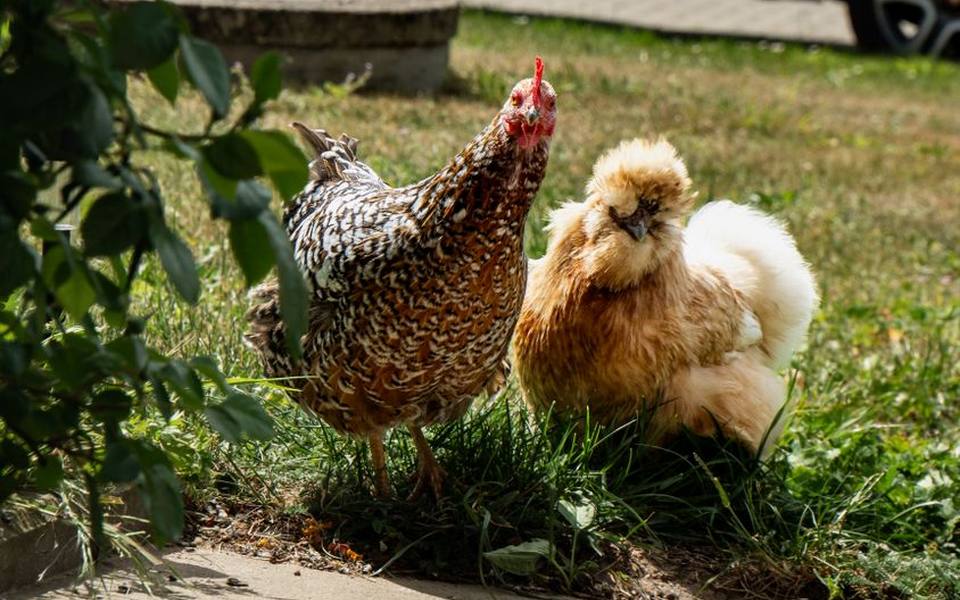 Breeding and maintaining Silkie hens